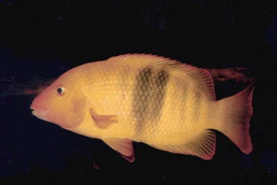 Paretroplus nourissati Cichlidae