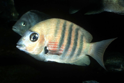 Paretroplus aff. maromandia "Andraponjy" Cichlidae