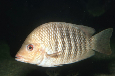 Paretroplus polyactis Cichlidae