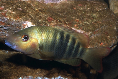 Tsimoly Cichlidae