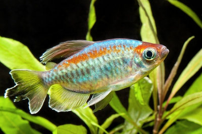 tetra del Congo Alestidae