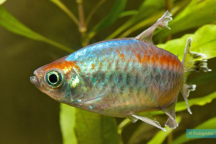 Phenacogrammus interruptus - tetra del Congo