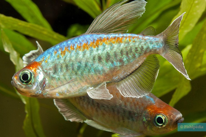 Phenacogrammus interruptus - tetra del Congo