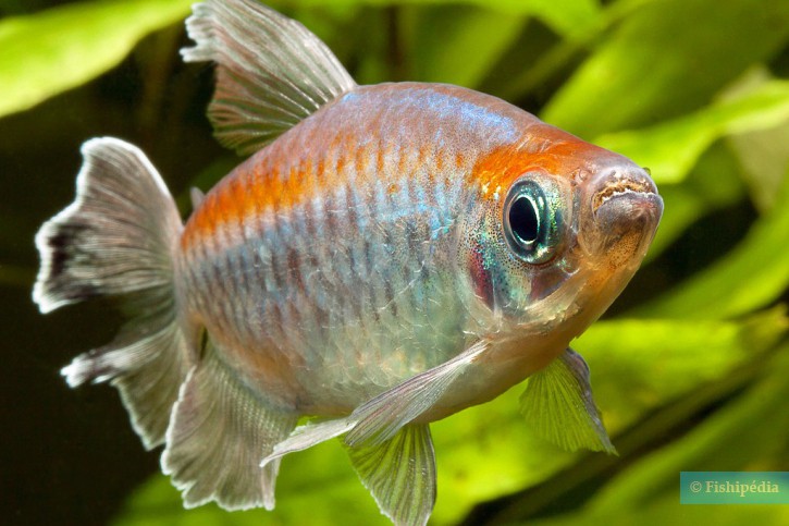 Phenacogrammus interruptus - tetra del Congo