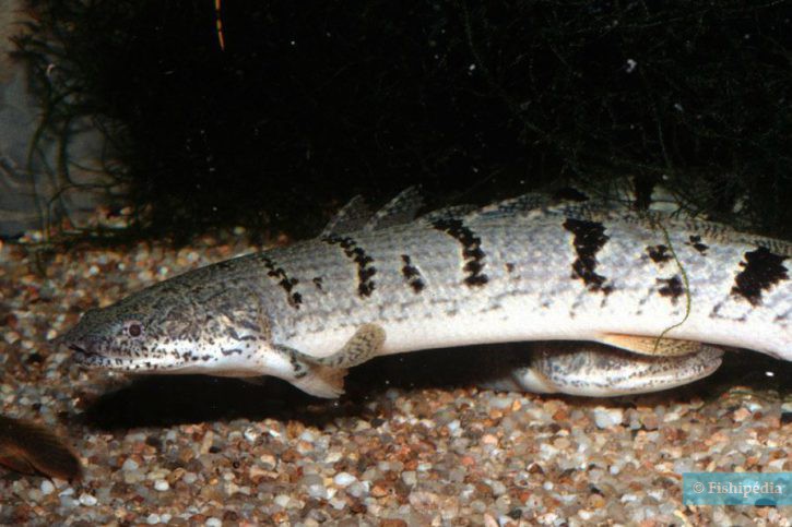 Polypterus delhezi