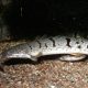 picture of Polypterus delhezi