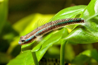 Stiphodon semoni Gobiidae