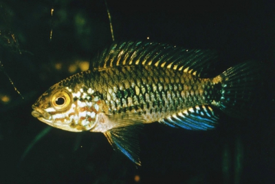 Apistogramma inconspicua