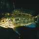 picture of Apistogramma inconspicua