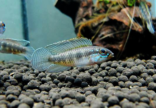 Apistogramma iniridae