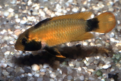Apistogramma nijsseni Cichlidae