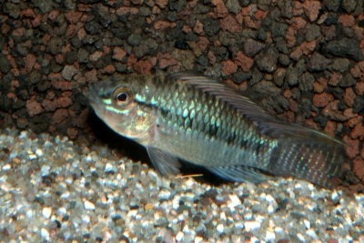 Apistogramma norberti Cichlidae