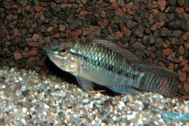 Apistogramma norberti