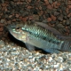 picture of Apistogramma norberti