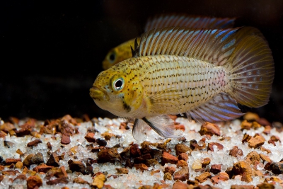 Apistogramma tucurui Cichlidae