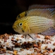 picture of Apistogramma tucurui