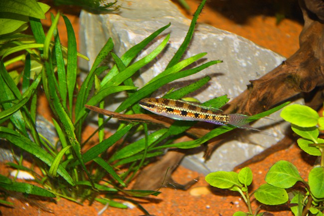 Dicrossus filamentosus - cíclido ajedrez