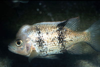 Katria Cichlidae