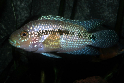 Rocio octofasciata