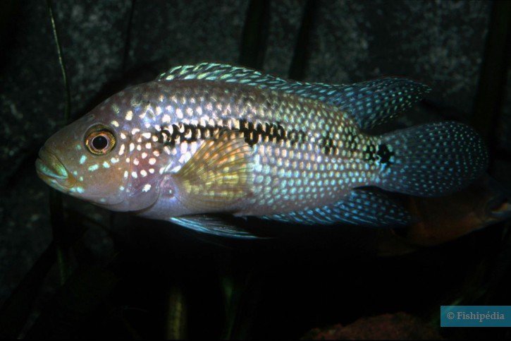 Rocio octofasciata