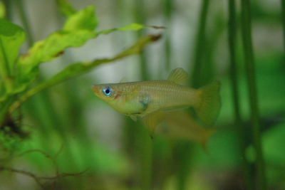 Alfaro cultratus