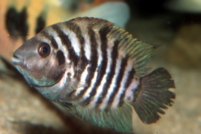 kanna Cichlidae
