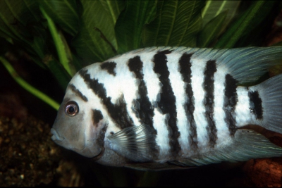 nigro Cichlidae
