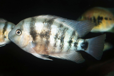 Amatitlania sp. Yoyoa Cichlidae