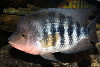 Amphilophus hogaboomorum Cichlidae