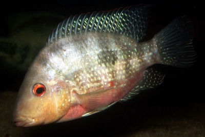 Cribroheros longimanus Cichlidae