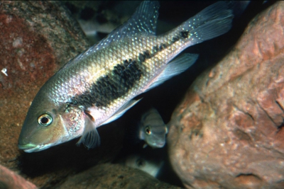 Theraps nourissati Cichlidae