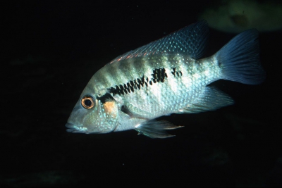 Cribroheros robertsoni Cichlidae