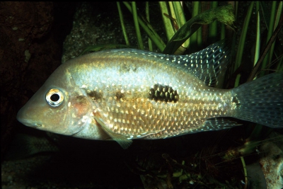 Cribroheros rostratus