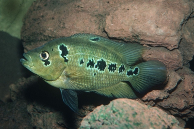 Amphilophus trimaculatus