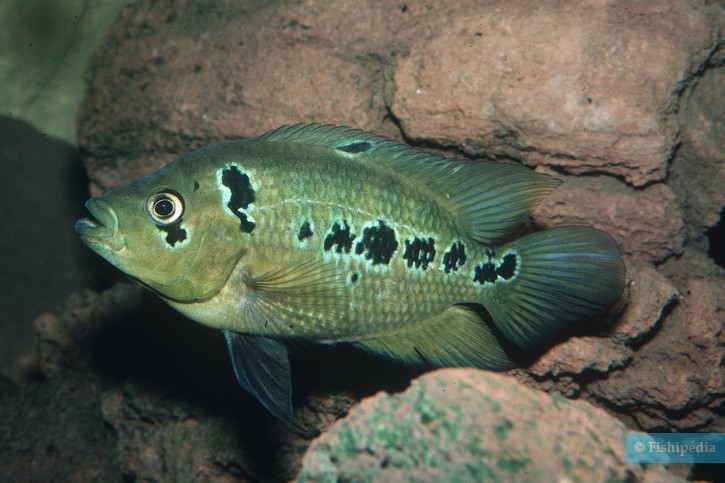 Amphilophus trimaculatus