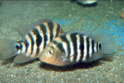 Amphilophus xiloaensis Cichlidae