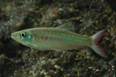 Chalceus macrolepidotus