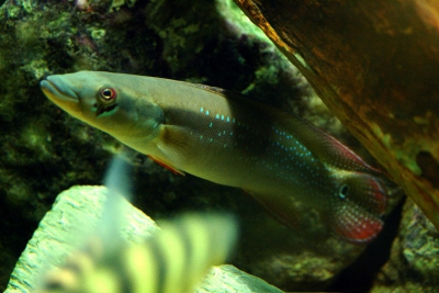 Crenicichla multispinosa