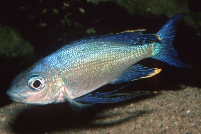 Cyathopharynx furcifer Cichlidae