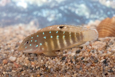 Cichlidé gobie Cichlidae