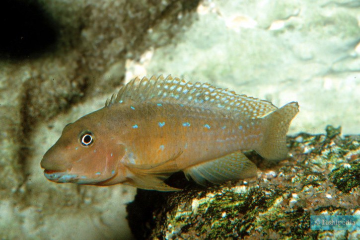 Spathodus marlieri