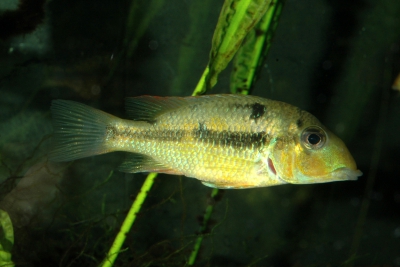 Géo à grosses lèvres Cichlidae