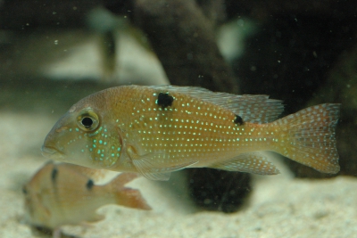 Geophagus harreri Cichlidae