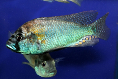 Astatotilapia burtoni Cichlidae