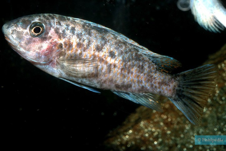 Labeotropheus fuelleborni