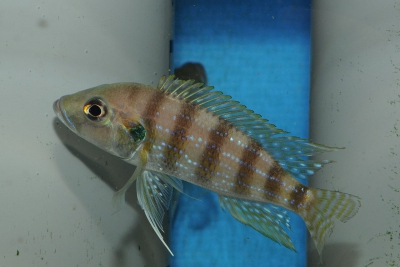 Greenwoodochromis christyi Cichlidae