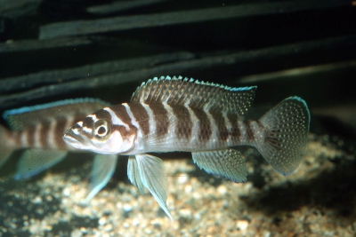 Neolamprologus cylindricus Cichlidae