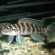 picture of Neolamprologus cylindricus