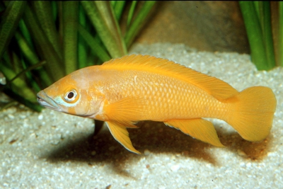 Neolamprologus leleupi Cichlidae