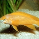 picture of Neolamprologus leleupi